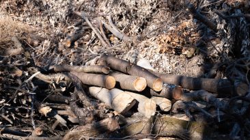 Photo Litespeed Web Server