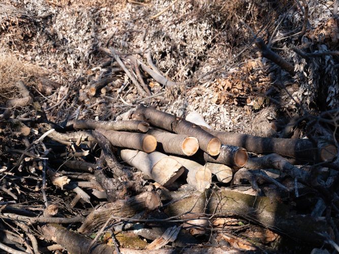 Photo Litespeed Web Server