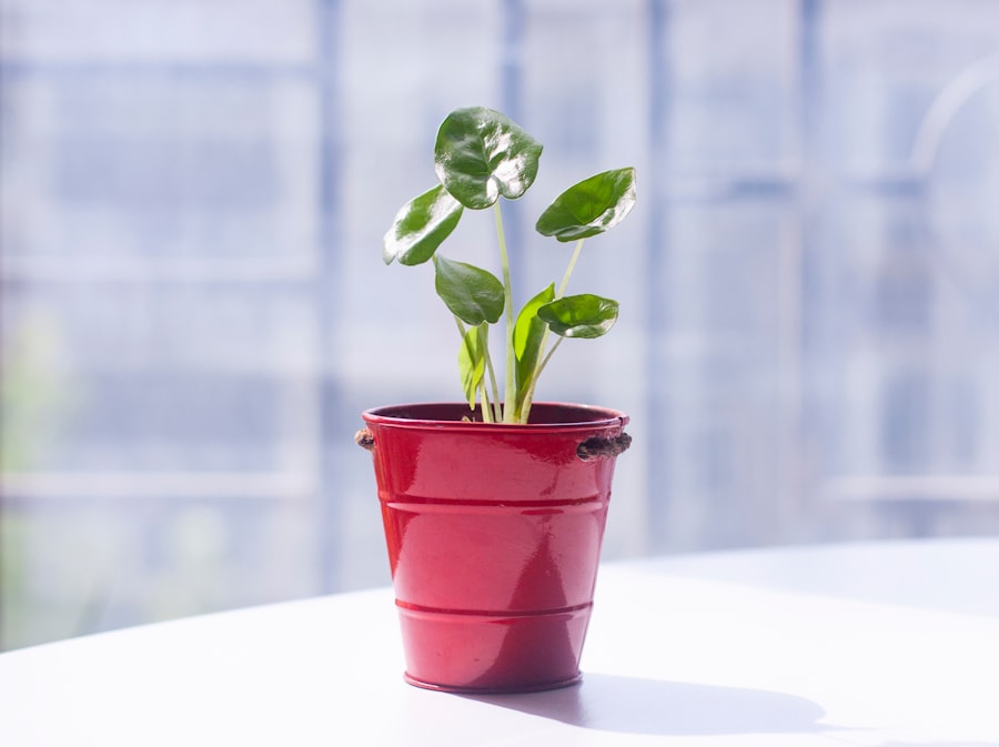 Startup Growth Strategies