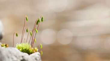 Photo Startup Growth Strategies