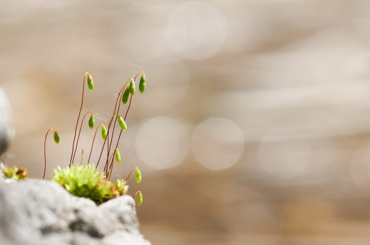 Photo Startup Growth Strategies