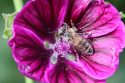 Photo APIs