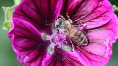 Photo APIs