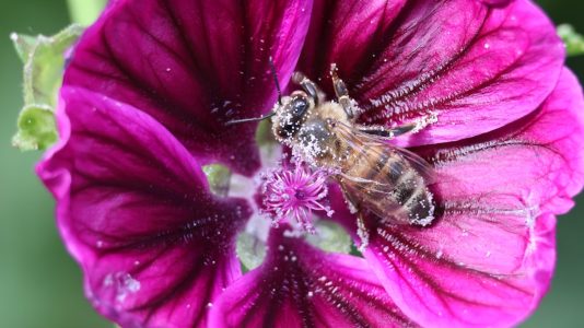 Photo APIs